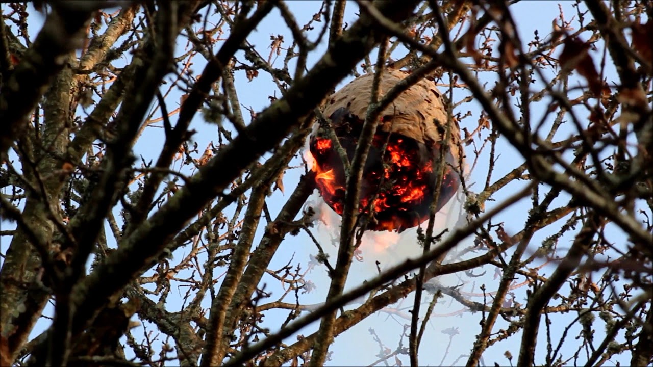 Destruction d'un nid de frelon asiatique proche de nos ruches.