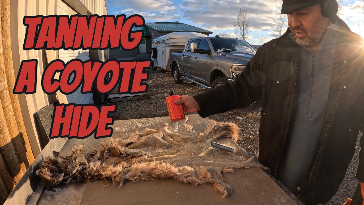 Tanning a Coyote Hide