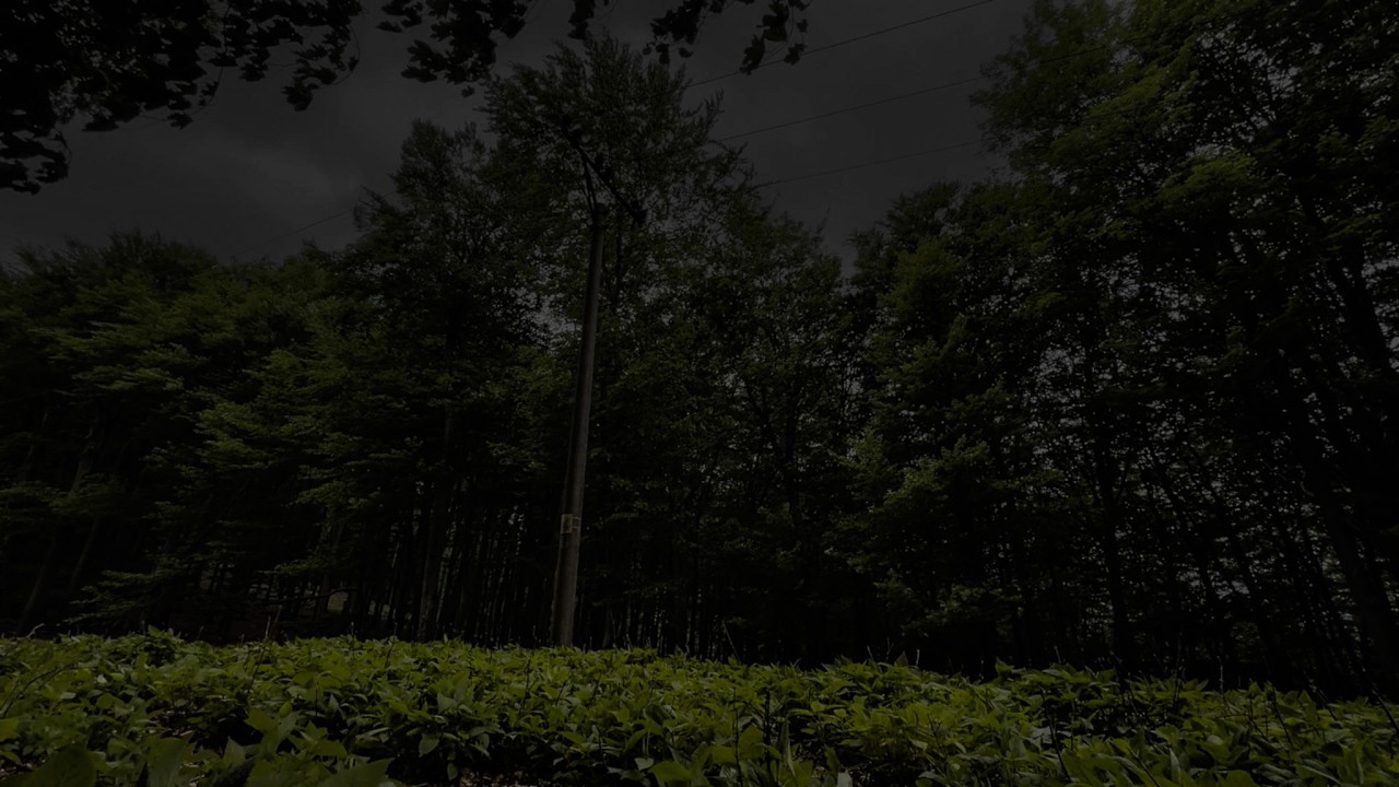 Deep Forest Thunderstorm | Carpathian Mountains Ambience | Distant Thunder & No Rain