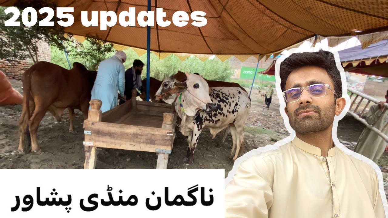 Naguman Cow Mandi Peshawar 2025 | Full Tour with Latest Prices