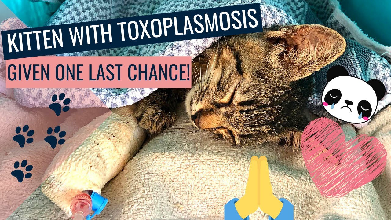 We gave this kitten with Toxoplasmosis one last chance!