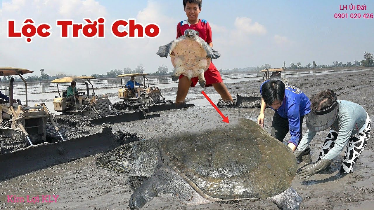 Nước Lũ Vừa Rút. Xe Ủi Đất Vô Ủi Làm Ruộng May Mắn Bắt Được Con Ba Ba Khổng Lồ.