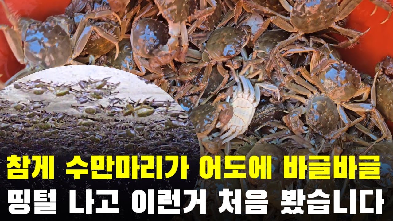 참게 수만마리가 어도에 바글바글 띵털 나고 이런거 처음 봅니다