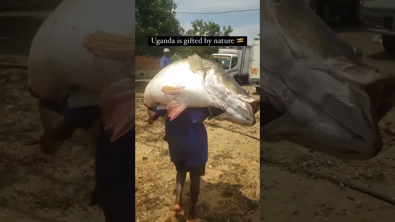 koduva fish ‼️ #fish #tnfishermen #seafish #fishing #fishvideo #fishinglife #food #big #sea