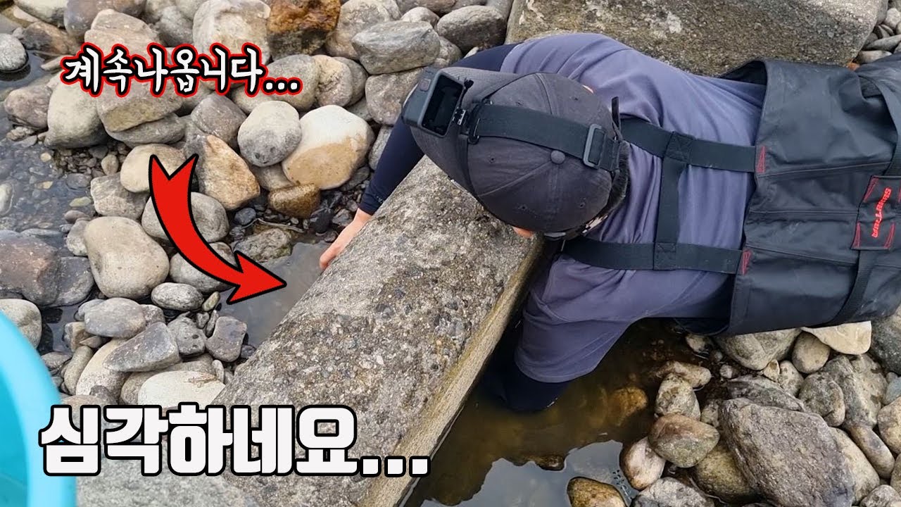 심각합니다...역대급 가뭄으로 말라버린 하천의 어도에서 멸종위기종들이 죽어가네요...