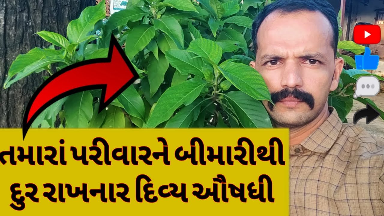 આ દિવ્ય ઔષધિ નાં ગુણ જાણો બાળકો ને તાવ, ખાંસી શરદી થી દુર રાખશે,  વૈદ્ય માતા અરડૂસી* 