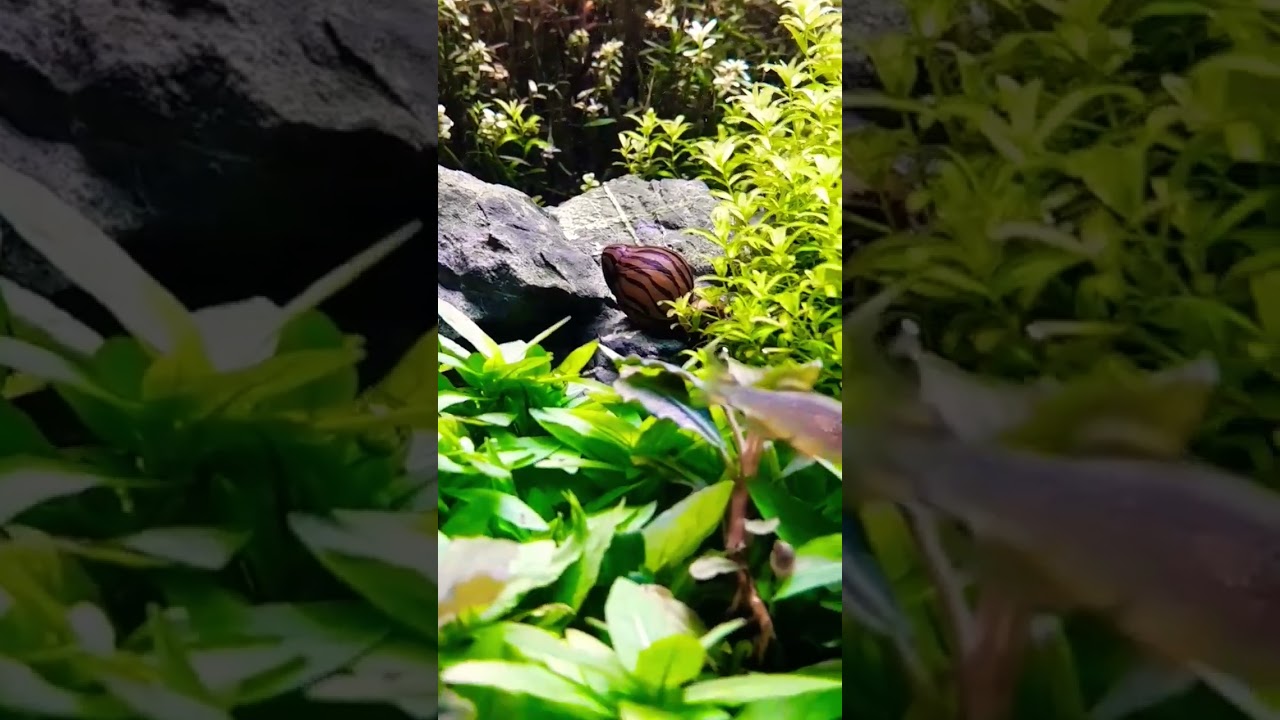 Galaxy Rasbora