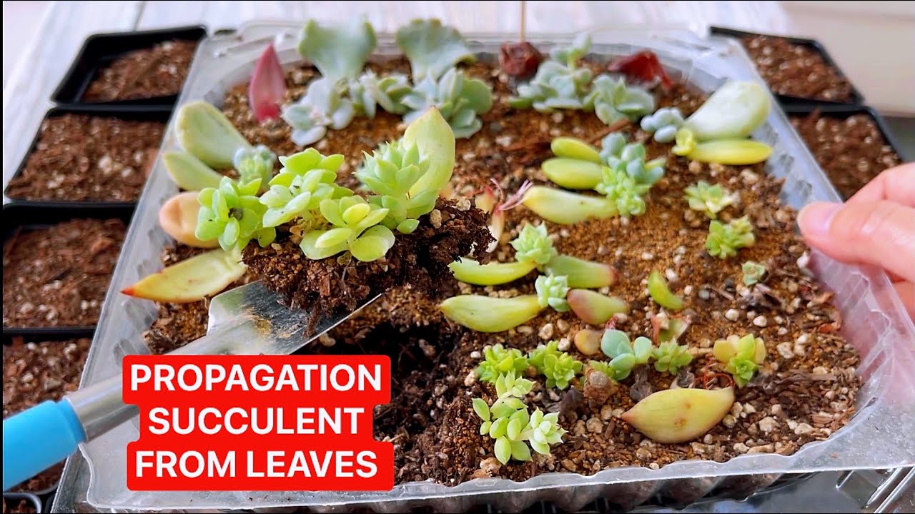 PROPAGATION SUCCULENTS FROM LEAVES | NHÂN GIỐNG SEN ĐÁ BẰNG LÁ | 다육식물 | 多肉植物 | SUCULENTAS