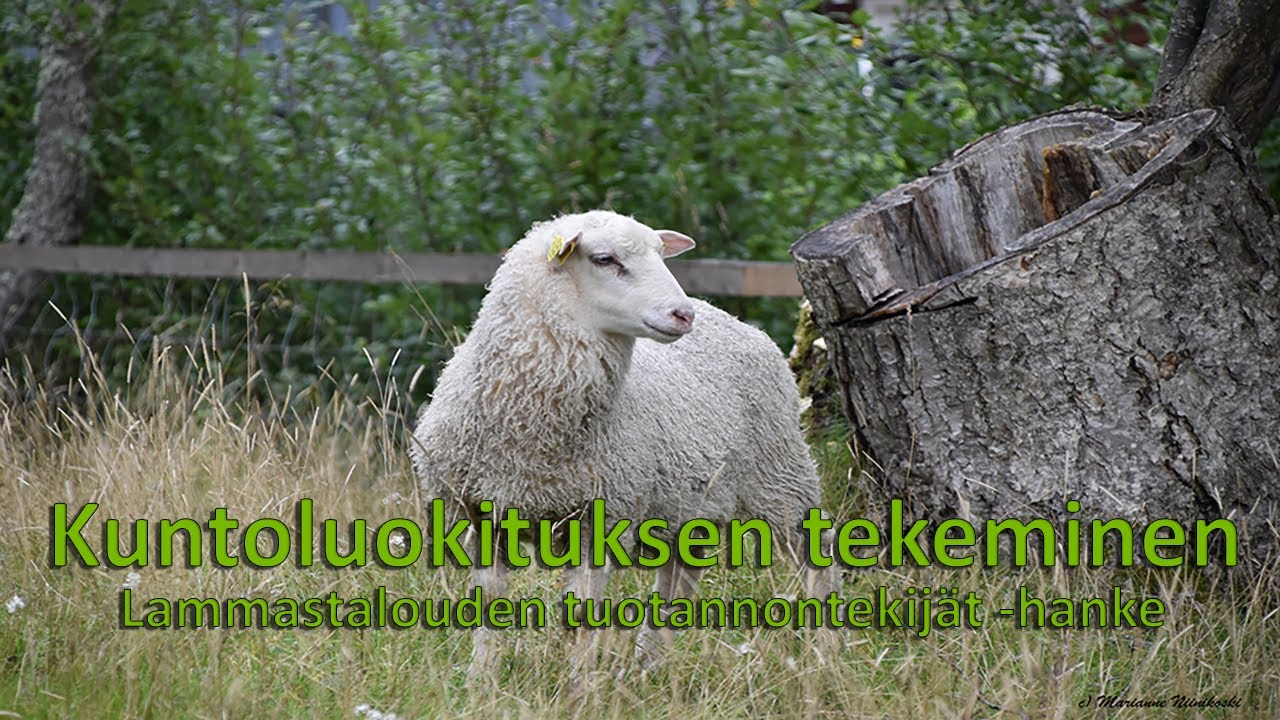 Kuntoluokituksen tekeminen