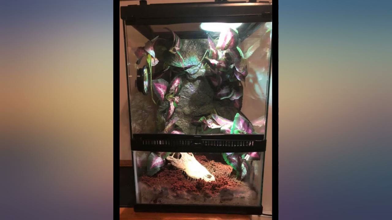 Zilla Tropical Reptile Vertical Starter Kit with Mini Halogen Lighting (ECOM) review