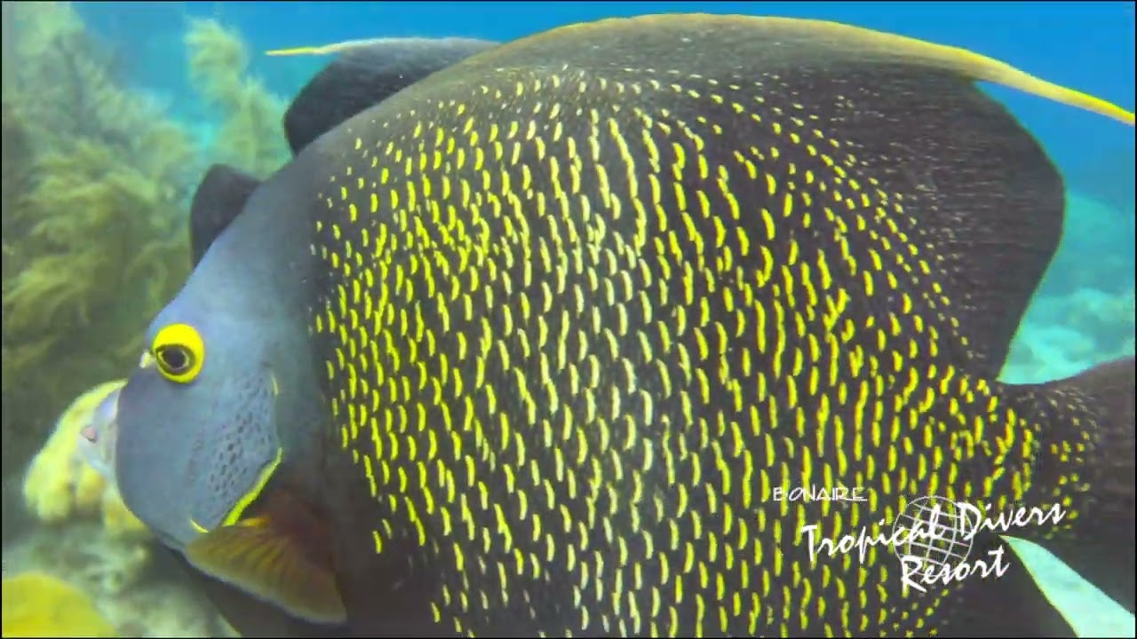 Enjoy a Diving Day with Tropical Divers
