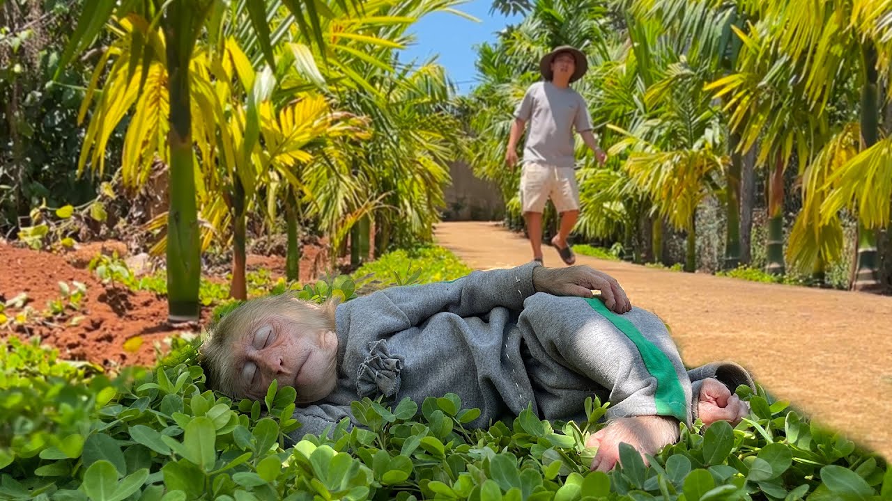 Monkey Cubis fell asleep while sneaking out to play, making Dad worried!