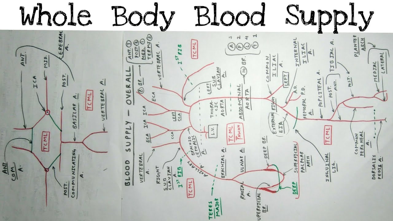 Whole Body Blood Supply | 2/2 | Upper & Lower limb, Thorax, Abdomen, Head & Neck