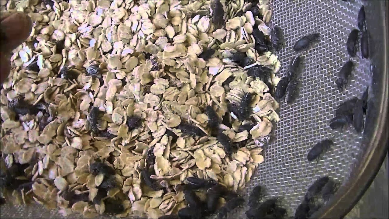 Elevage de vers de farine: deux mois plus tard