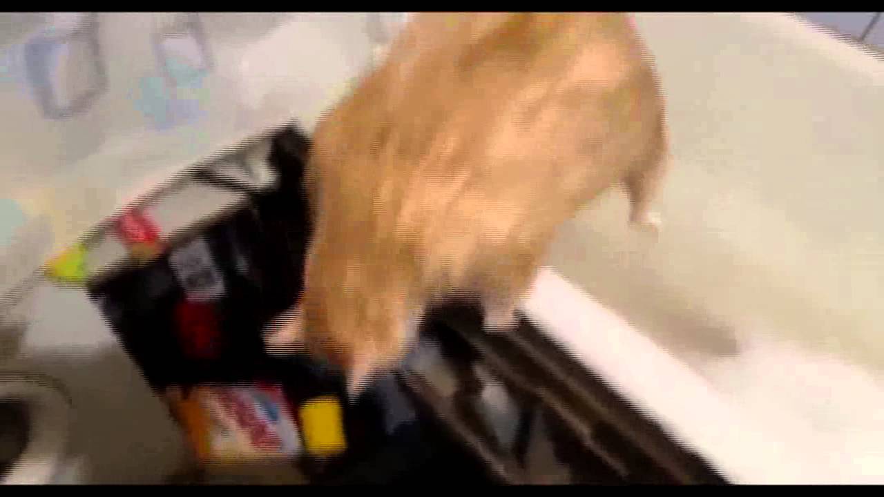 Fat cat can not jump out of the tub