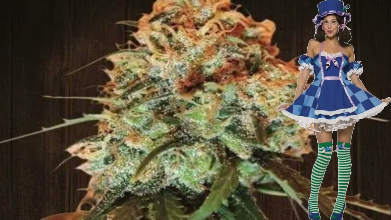 Golden Tiger &ndash; Ace Seeds