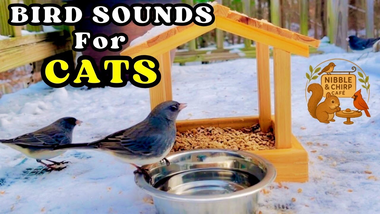 Bird Chirping Sounds For Cats To Watch | Cat TV
