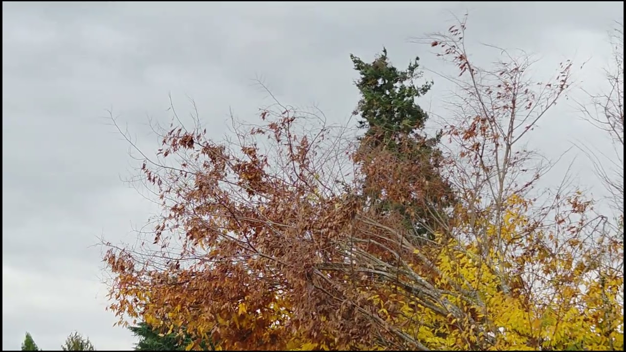 Blustery Fall Day