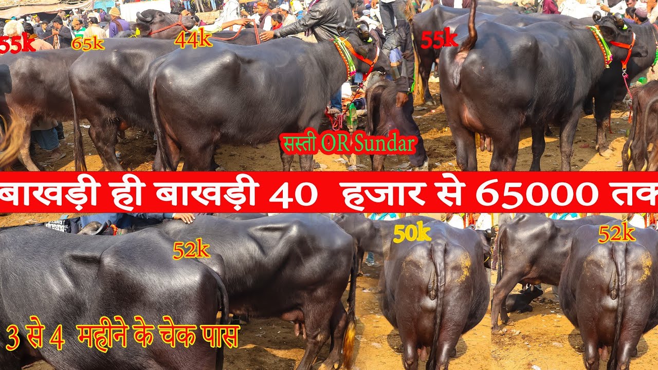 High quality मोटी तगड़ी तगड़ी बाखड़ी मुर्रा भैंस ,3 से 4महीने के चेक पास मुर्रा भैंस Sell Part26