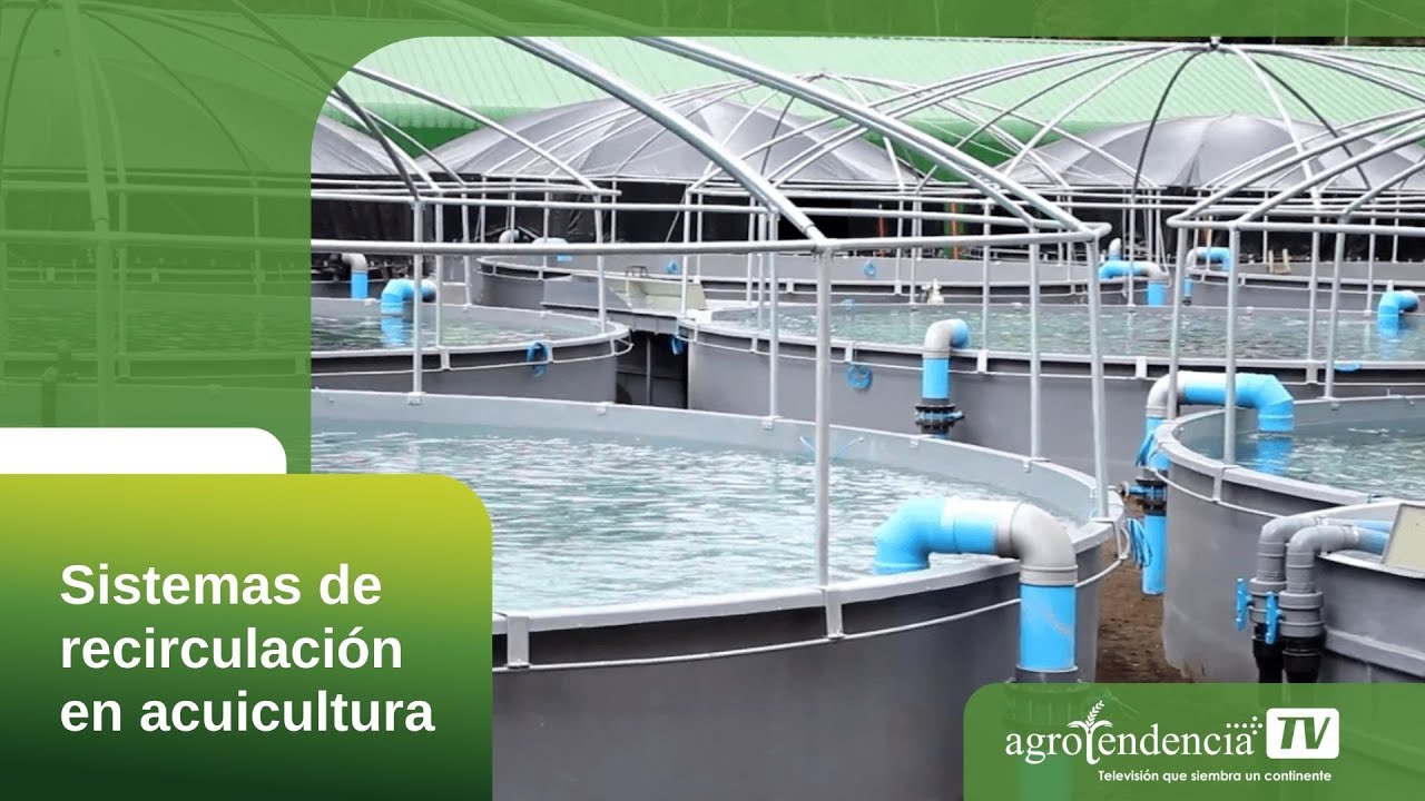 Sistemas de recirculación en acuicultura en 2 minutos
