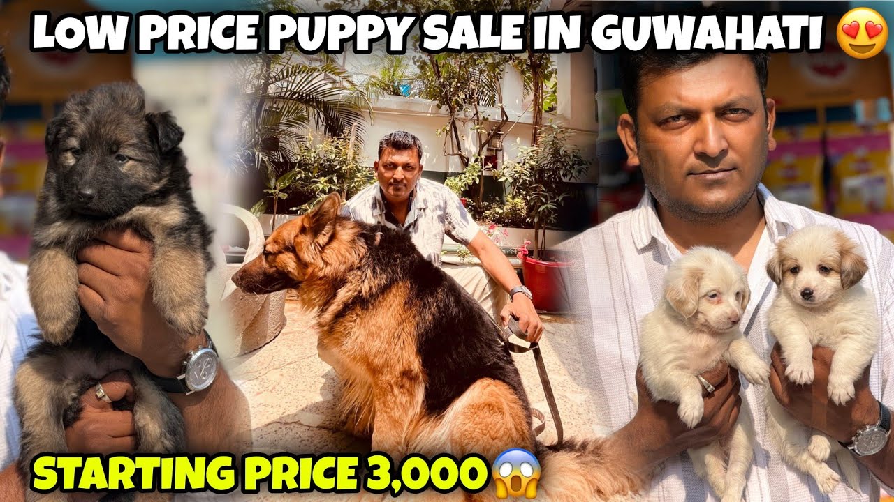 Low Price Puppy Sale in Assam🐶 | ₹3000 Starting Price 