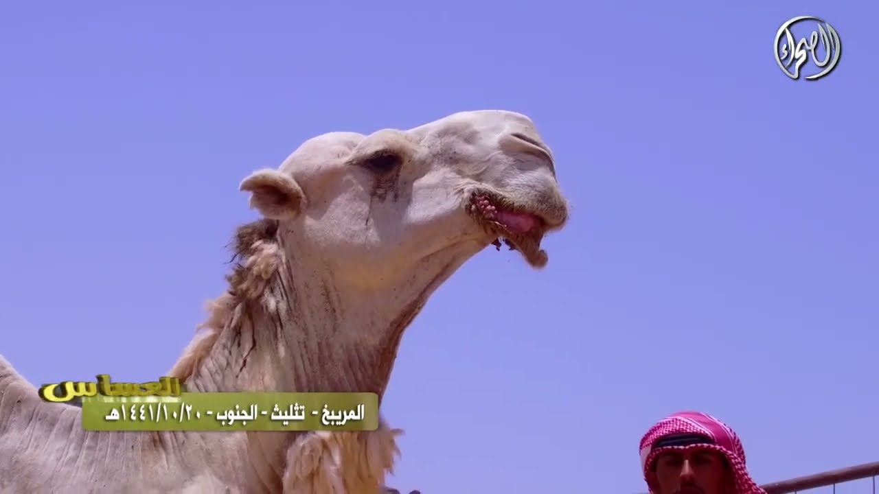 برنامج العساس ( المريبخ - تثليث - الجنوب   20 - 10 - 1441 )