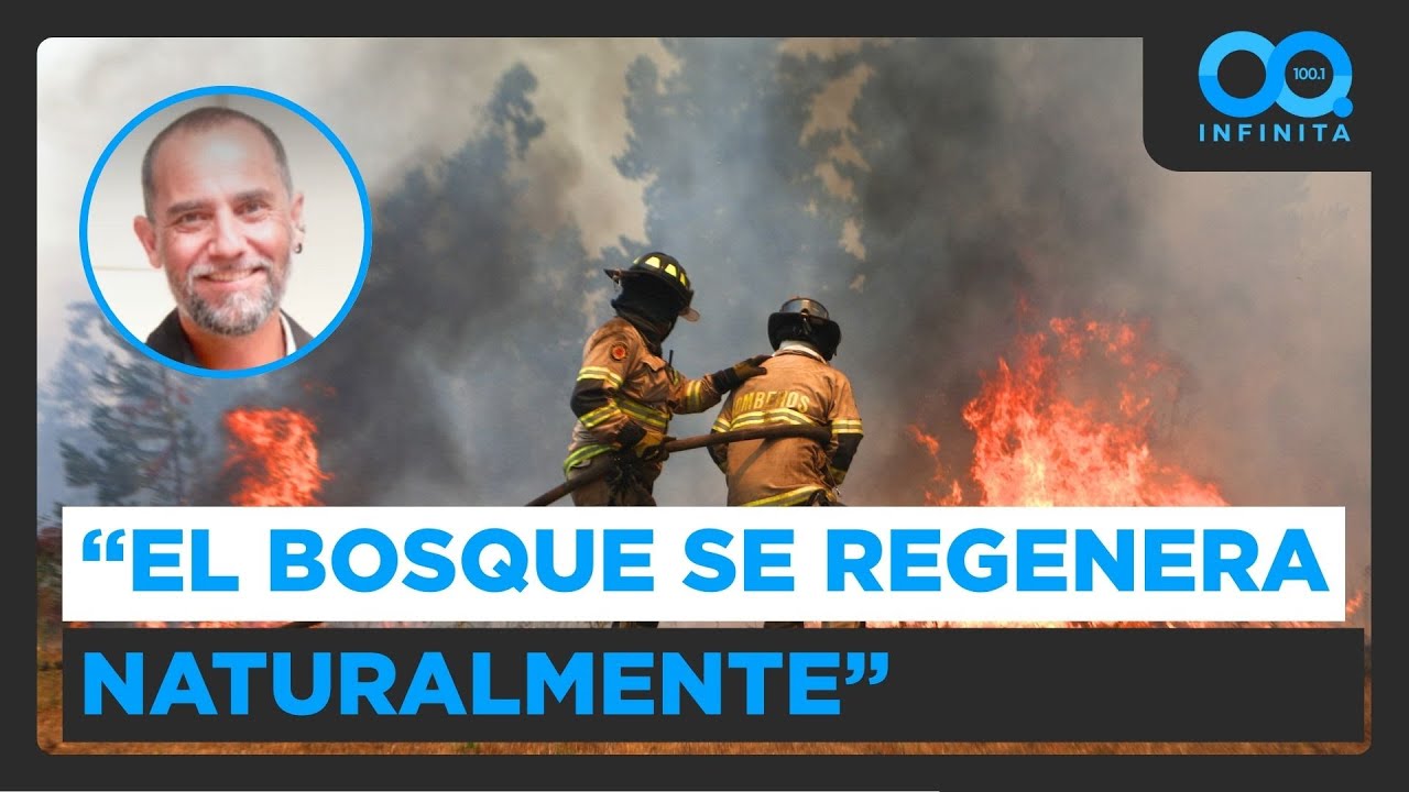 ¿Qué pasa después de los incendios forestales? Análisis de experto de la U. de Chile