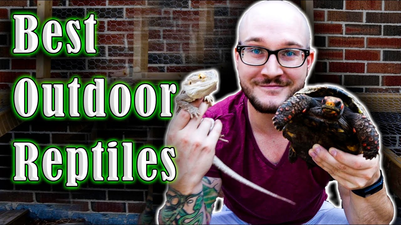 Top 5 Reptiles That THRIVE Outside