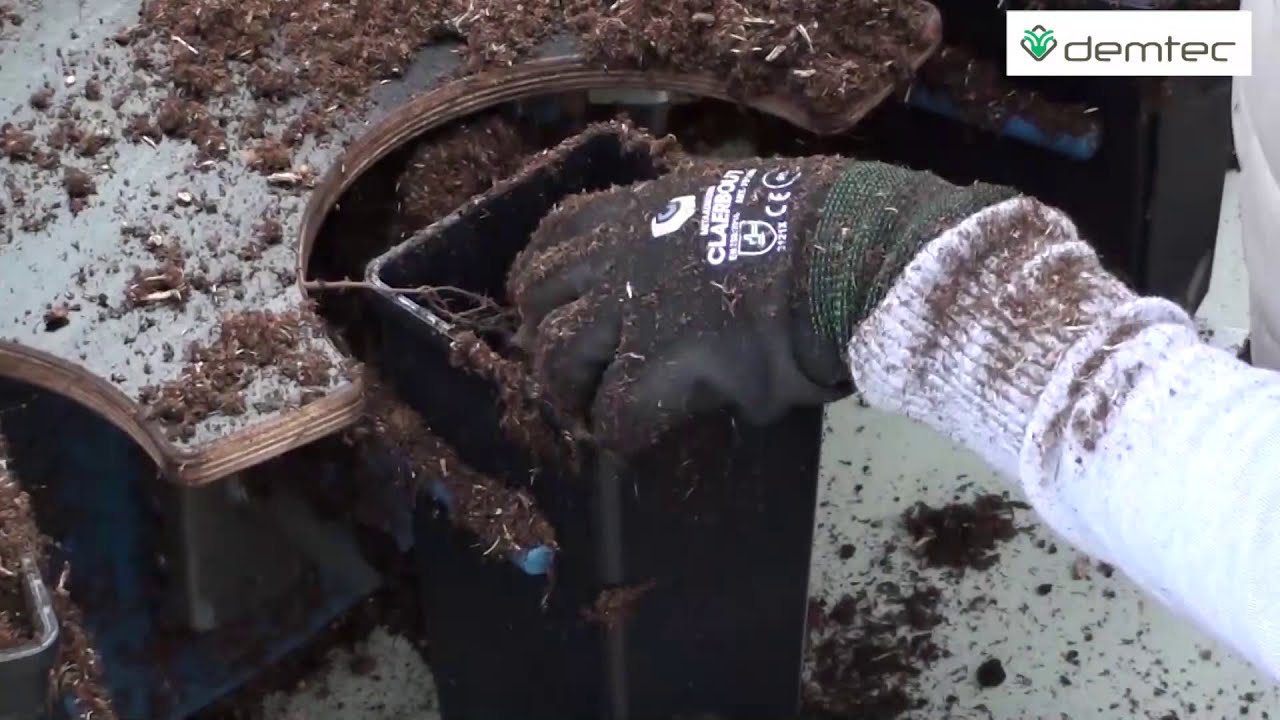 potting naked root plants