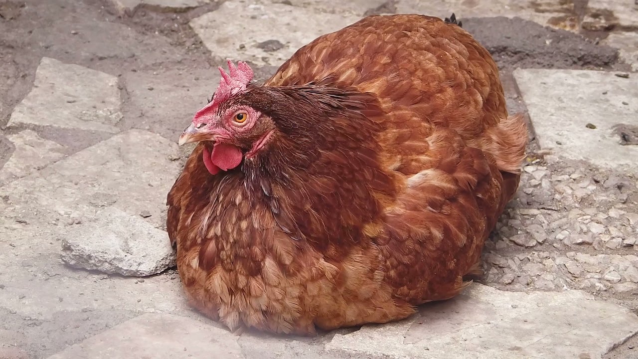Geflügelpest im Vormarsch