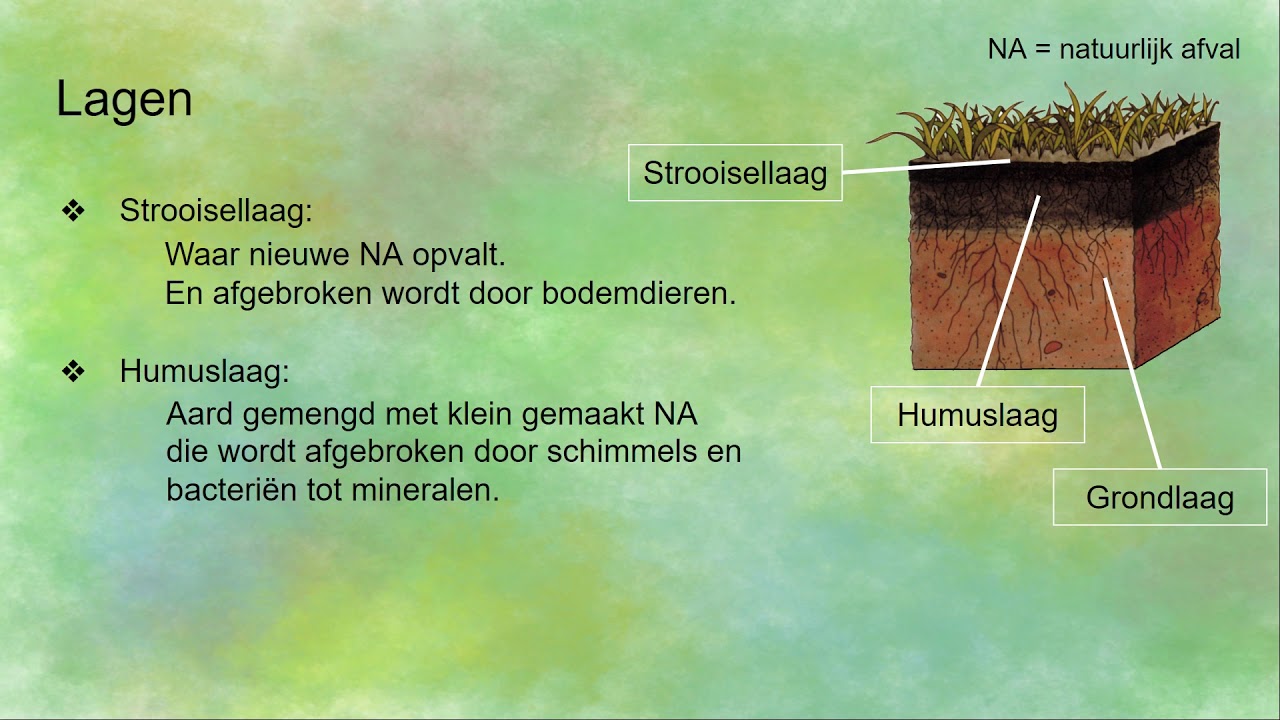 Natuurlijk Afval - strooisellaag, humuslaag en grondlaag