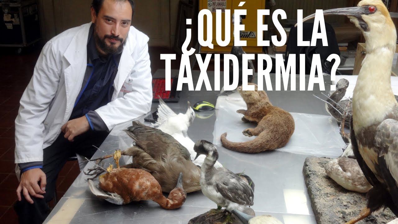 ¿Qué es la Taxidermia?