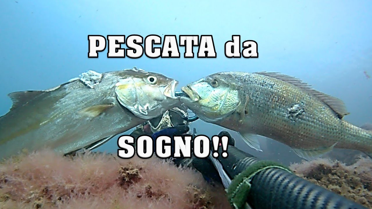 RICCIOLA XL e dentice
