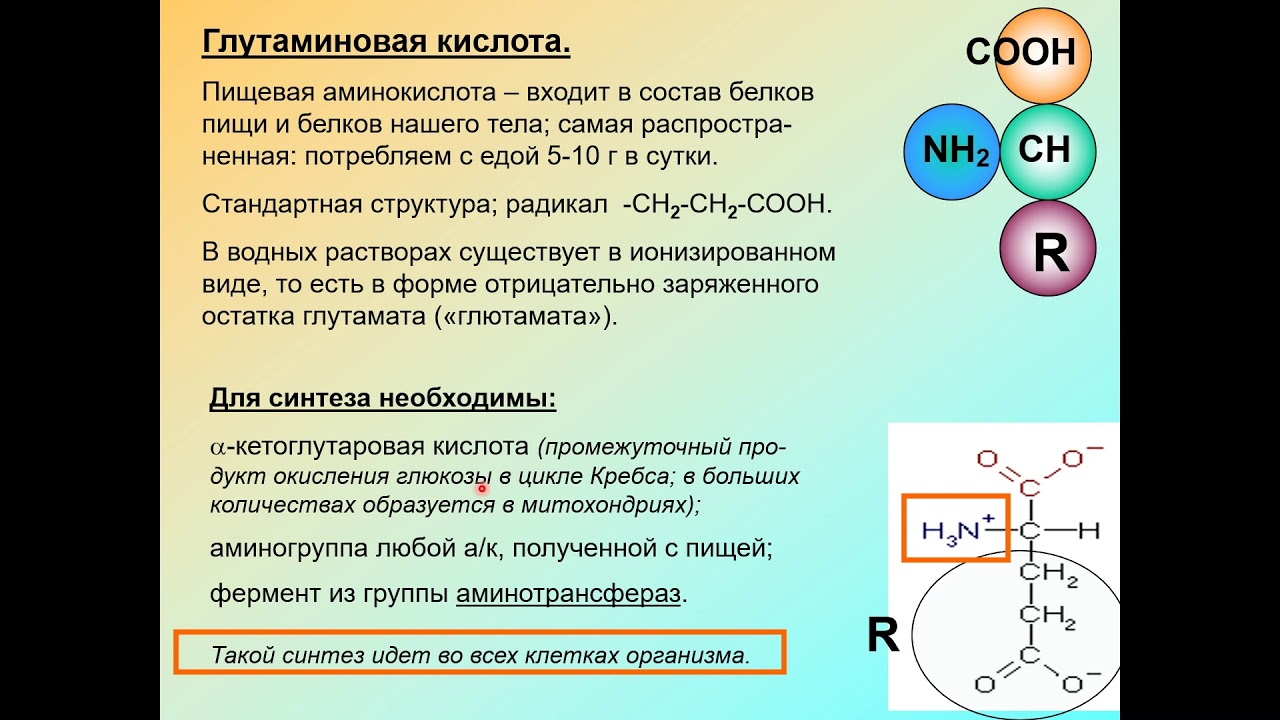 Дубынин В. А. - Химия мозга - 6. Глутаминовая кислота и ГАМК