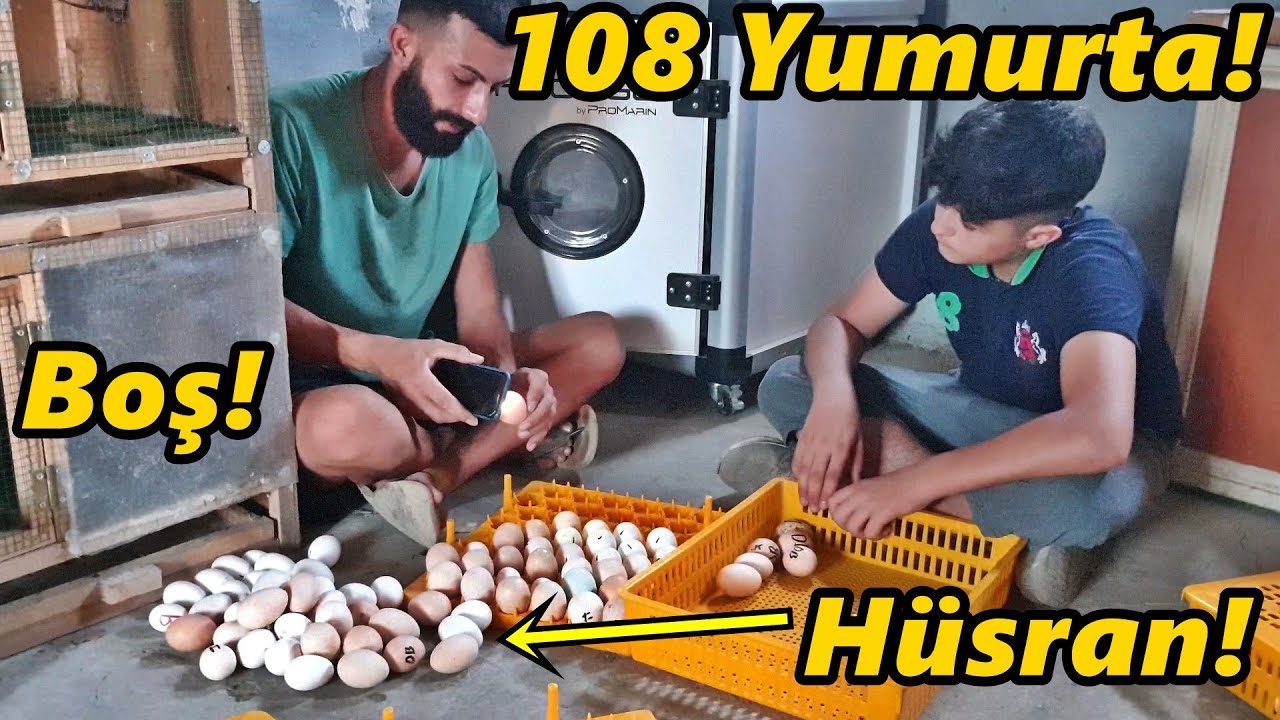 108 Yumurtadan Çıkan Boş Yumurtalara Bakın!-Hüsrana Uğradık!#Tavuk#Civciv#Horoz