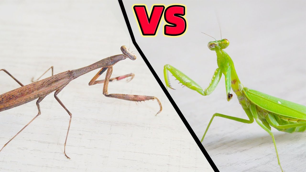 Богомол со сломанной рукой VS другого богомола