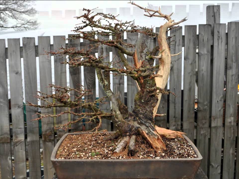 Walk Around Willowbog Bonsai