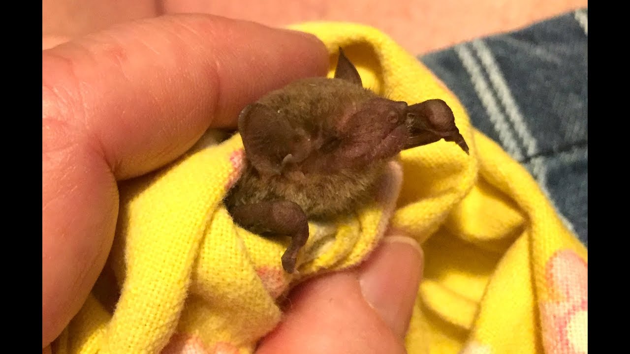 Rescuing a microbat found on a deck: this is Ashleigh
