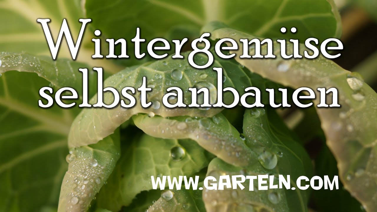 Tipps f&uuml;r das eigene Wintergem&uuml;se