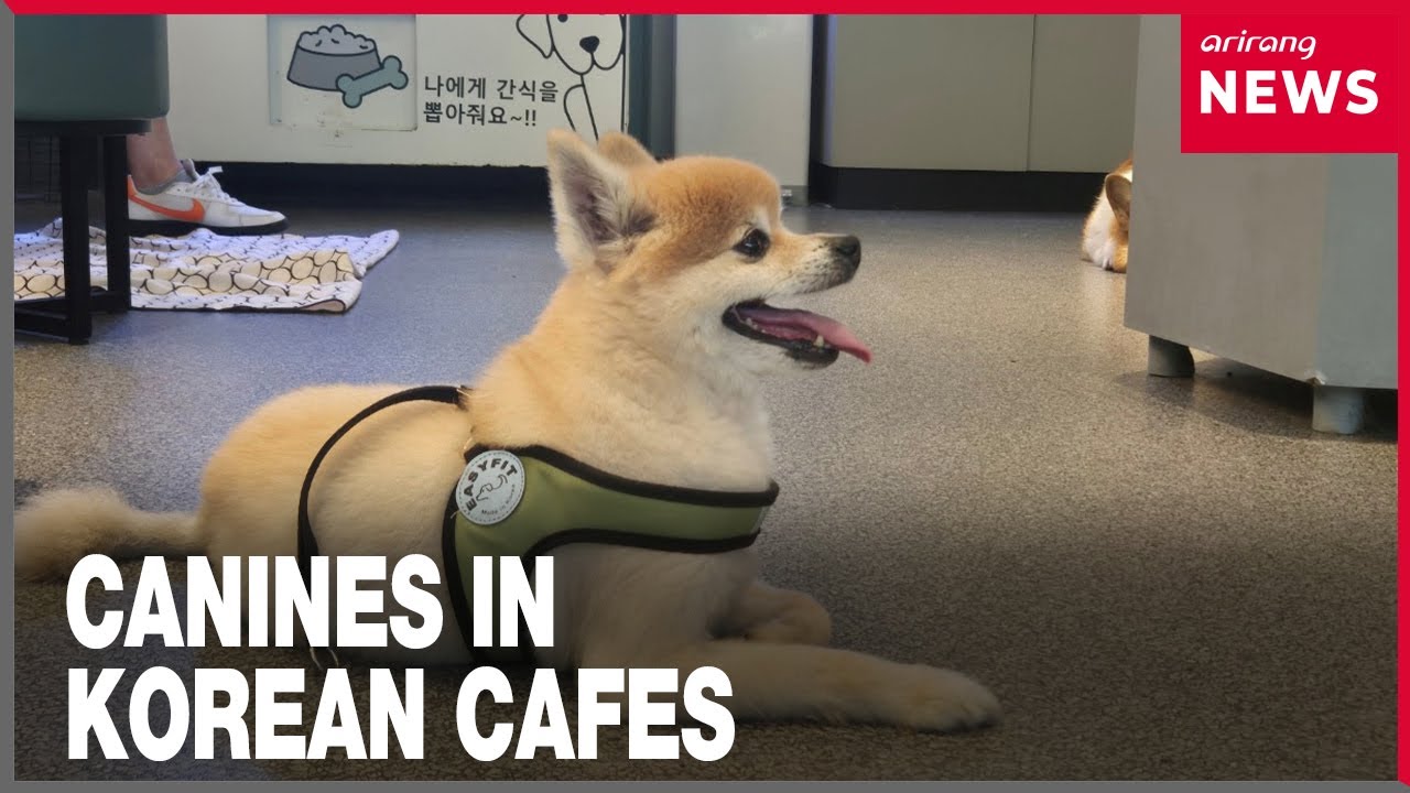 [Arts & Culture] Canines in Korean cafés; harmless fun or a health hazard?
