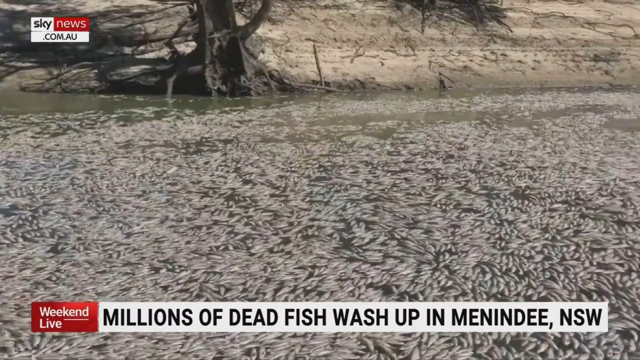 Millions of dead fish wash up in Menindee: worst mass kill of fish in the region&rsquo;s history