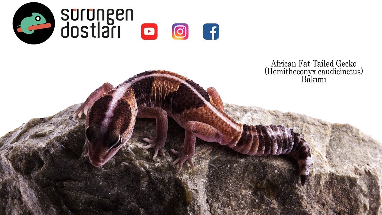 African Fat-tailed Gecko Bakımı [ Hemitheconyx caudicinctus ]