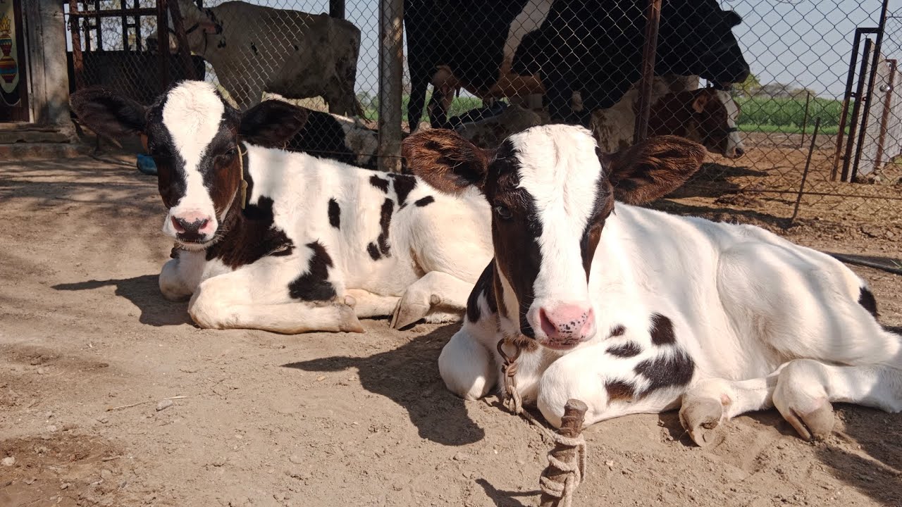 Abs Jupiter seman ची  आहे 🔝🐄 Abs jupiter cow Jupiter calf