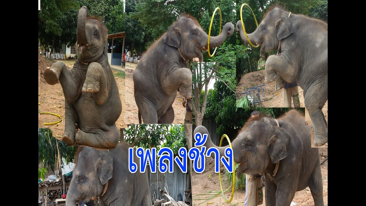 เพลงสำหรับเด็ก เพลงช้าง ช้าง ช้าง น่ารักๆ | Chang Chang Chang Thai Elephant Song