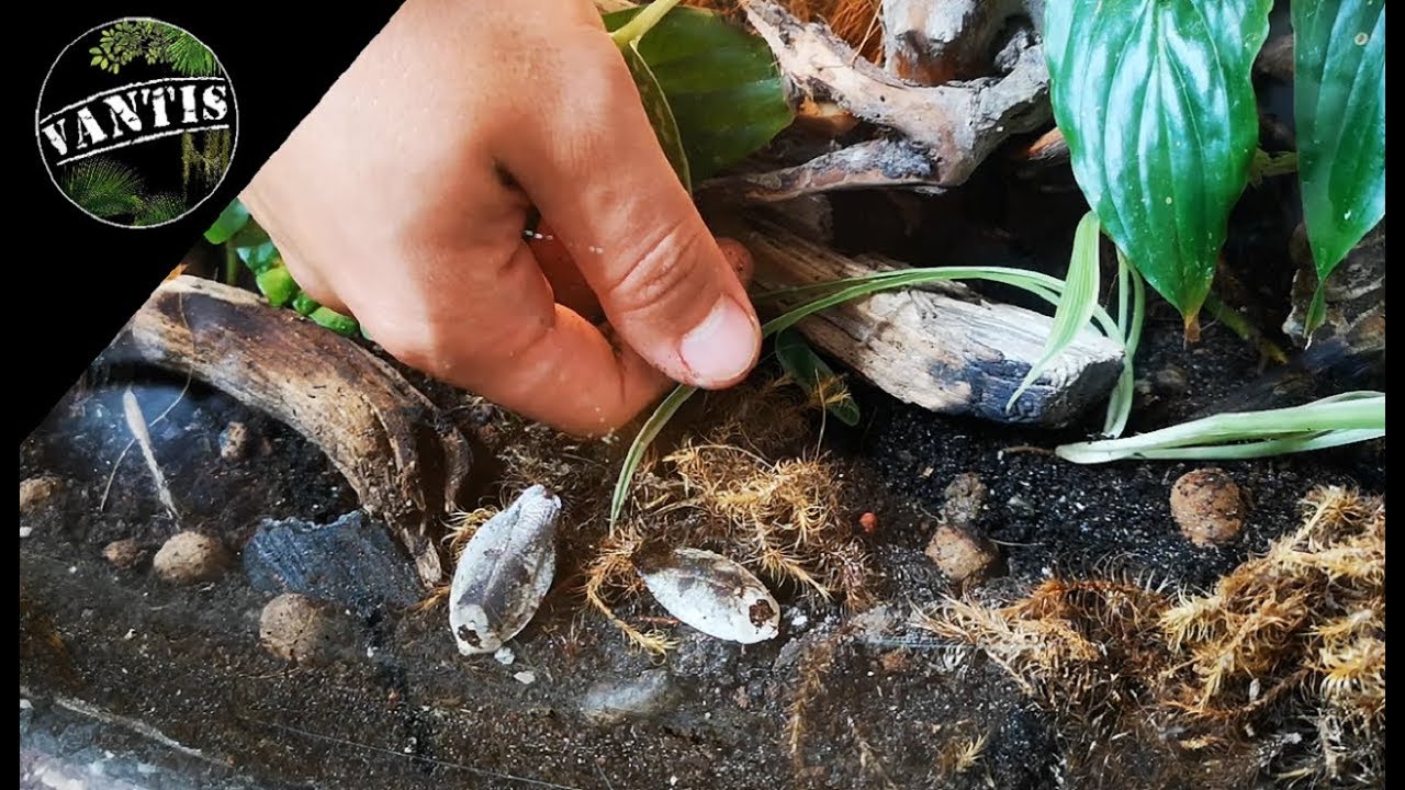 Karaczany ozdobne w Paludarium wielogatunkowym + wyniki konkursu