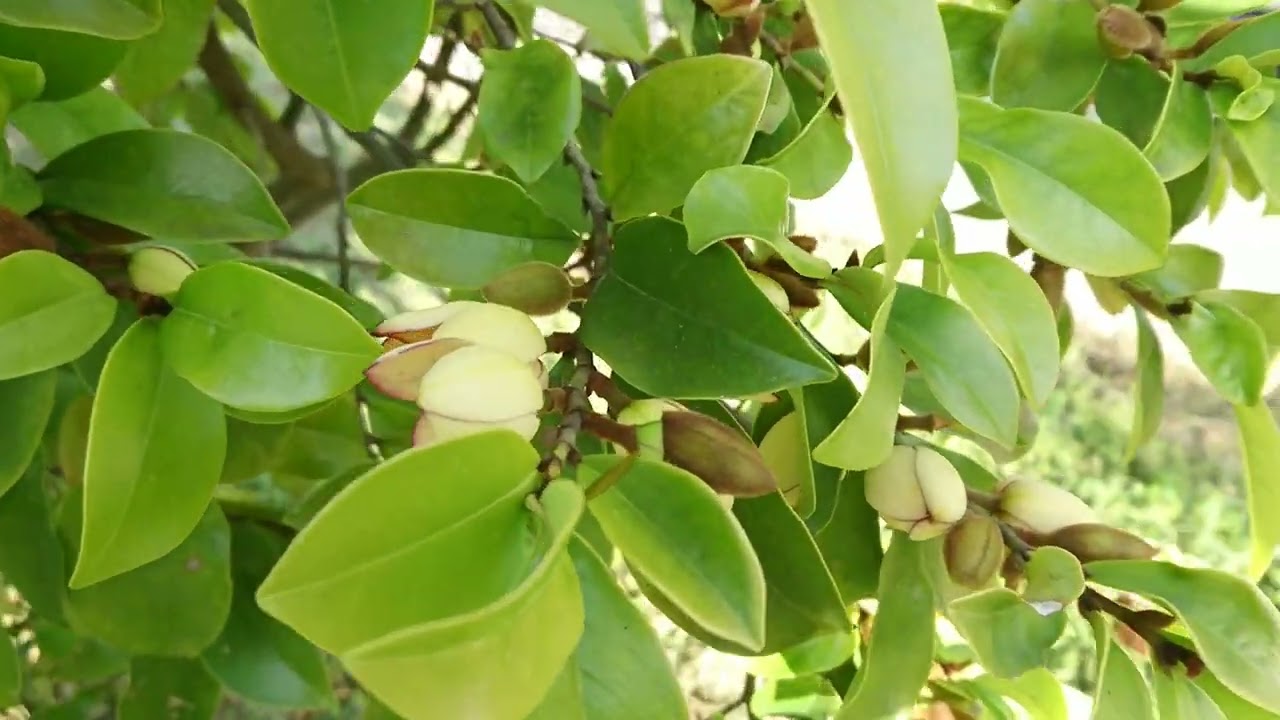 Michelia Figo
