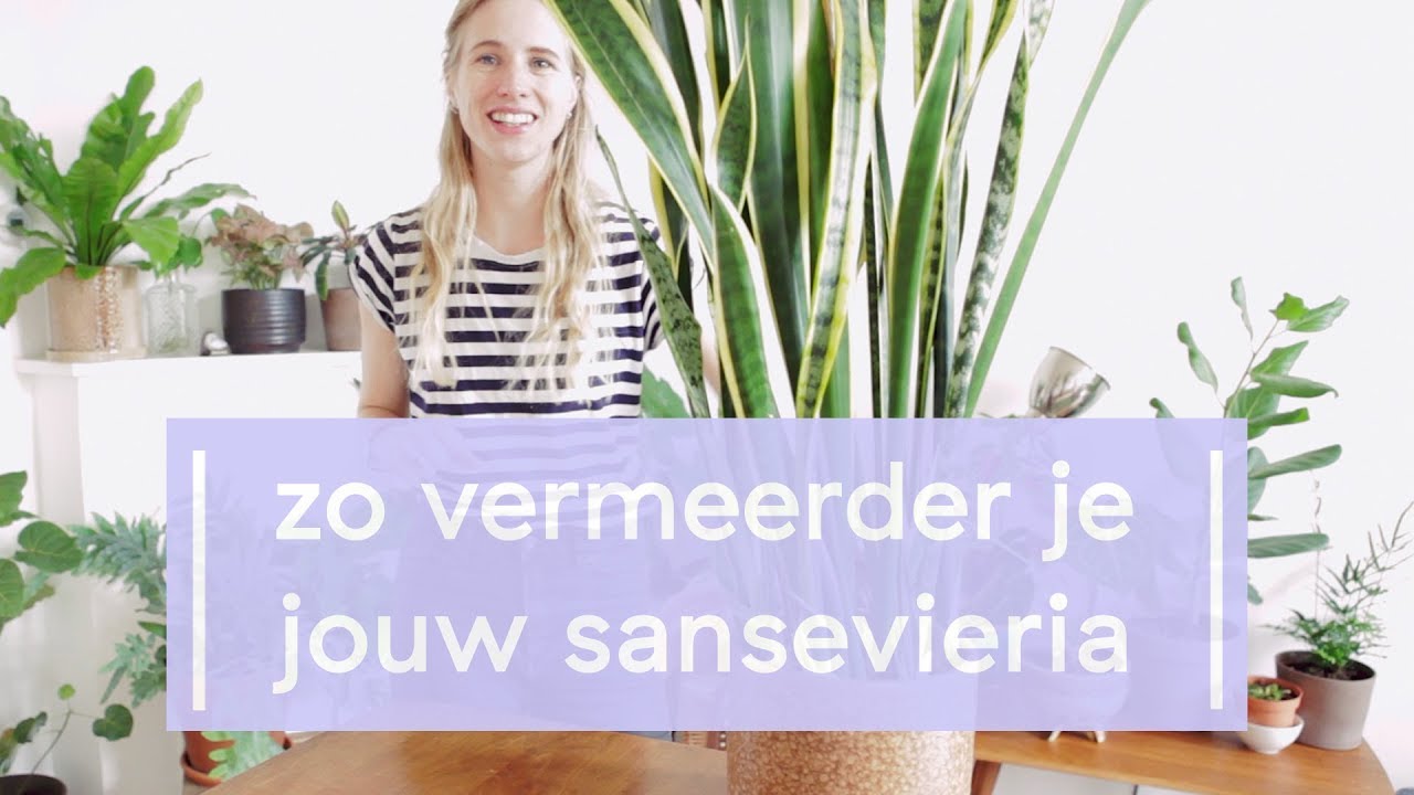 Sansevieria Vermeerderen - Super Groene Vingers