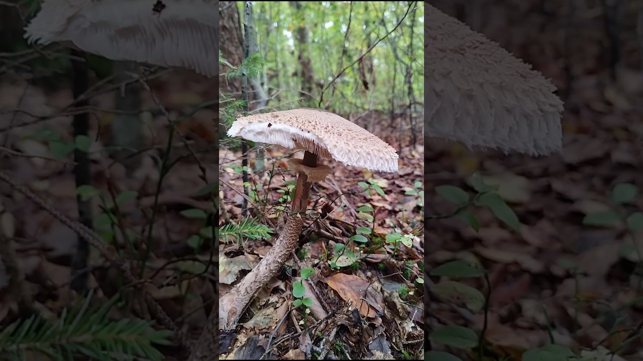 Macrolepiota procera or the Parasol mushroom #mushroom #fungi #short  #wildmushrooms