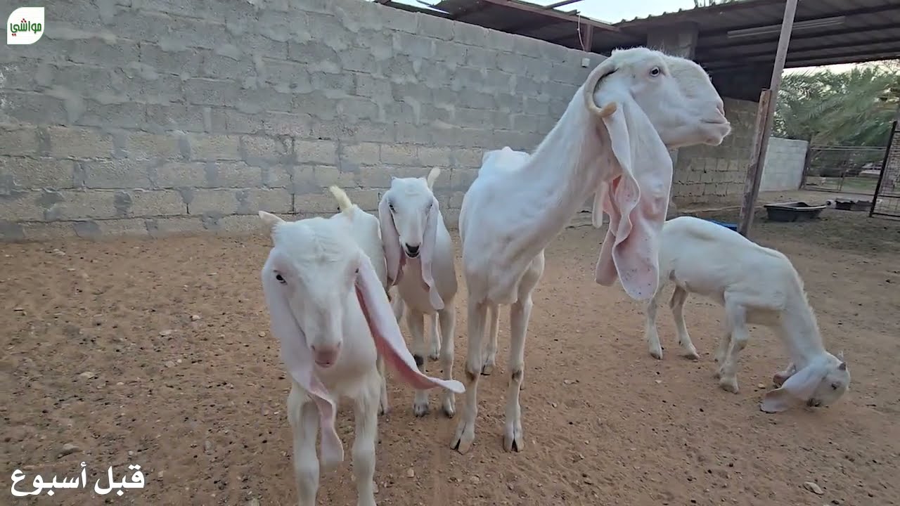 زيارة الماعز قبل السفر