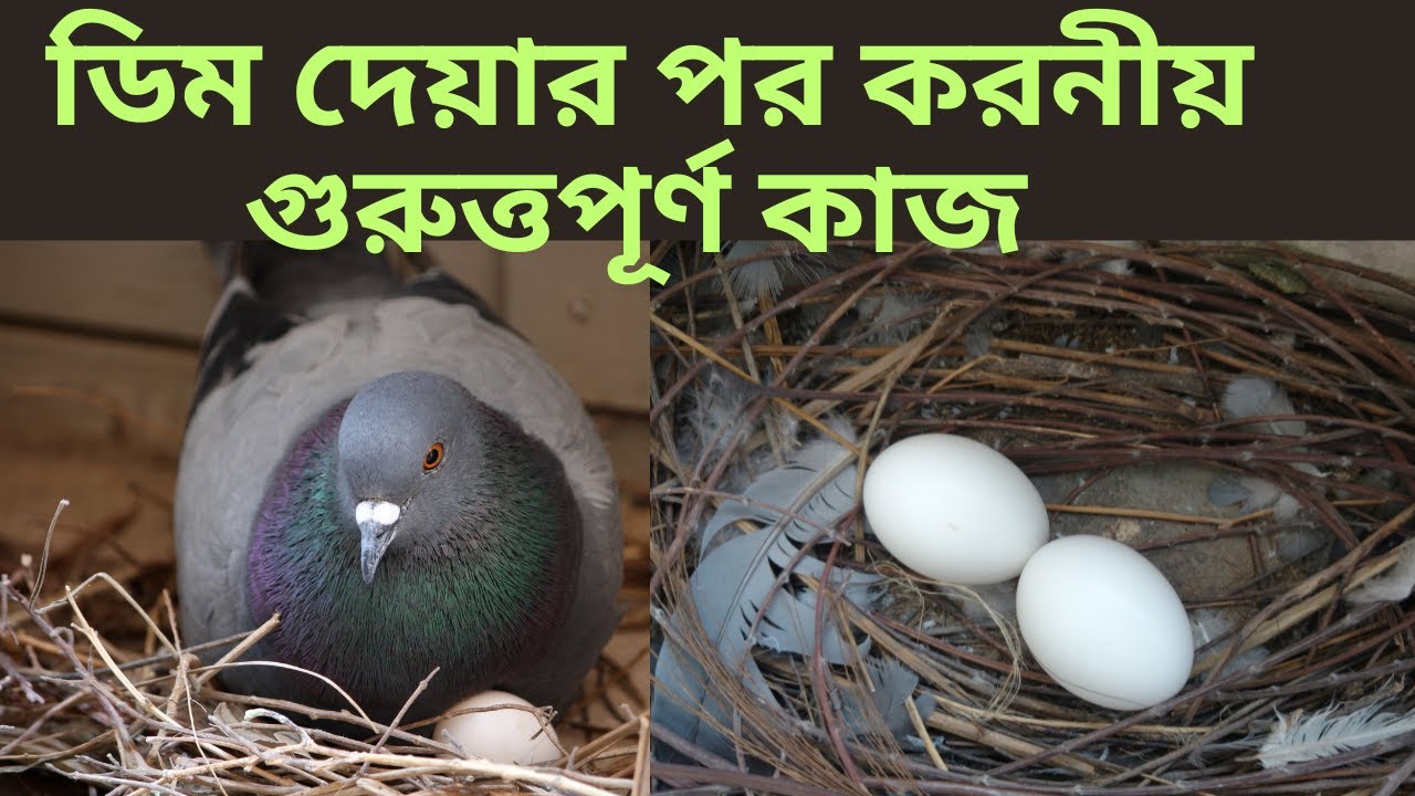 কবুতর ডিম দেয়ার পর করনীয় গুরুত্তপূর্ণ কাজ #pigeon  important work after laying eggs#pigeon #কবুতর